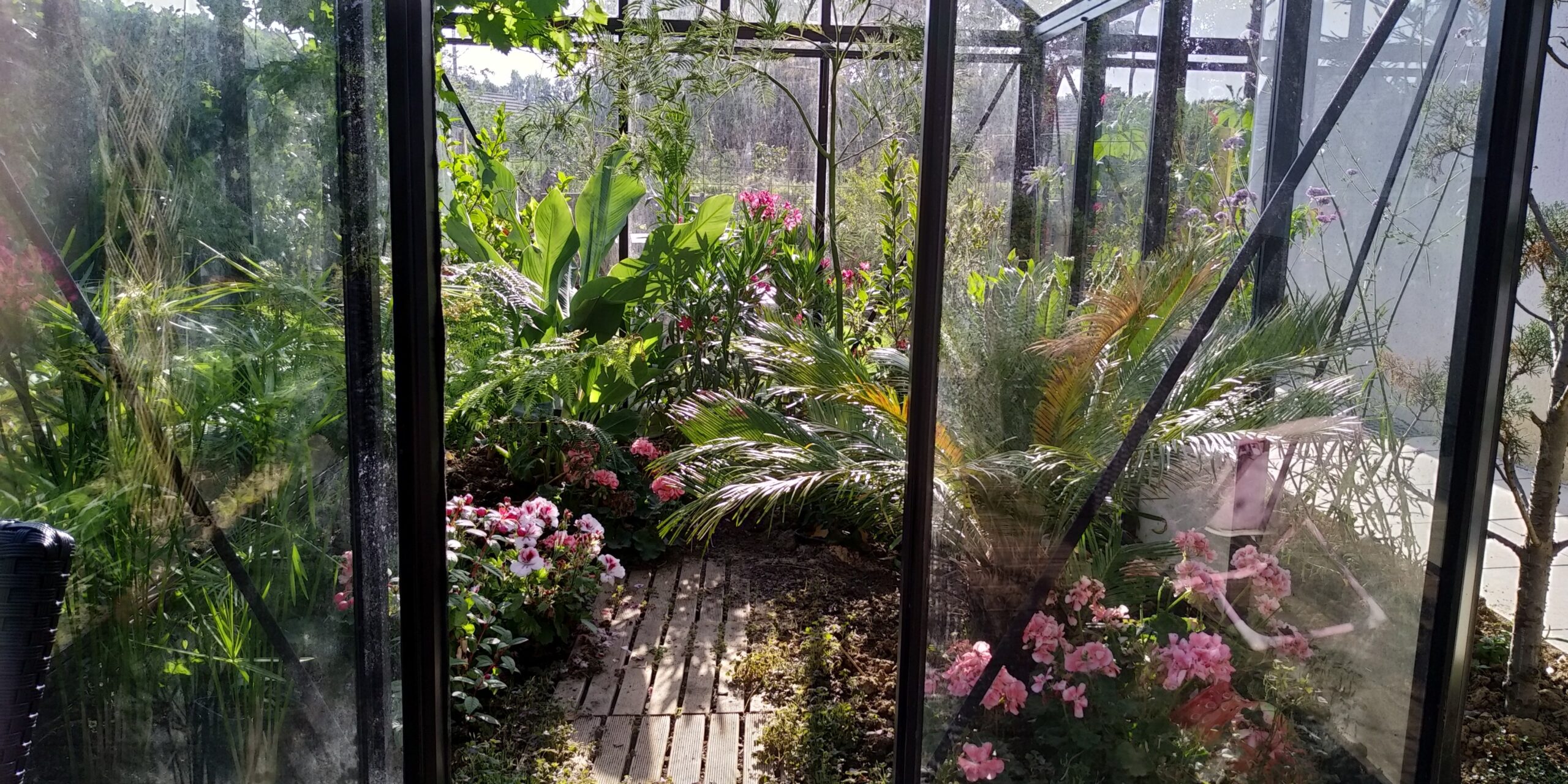 Serre Eos Junior Victorian